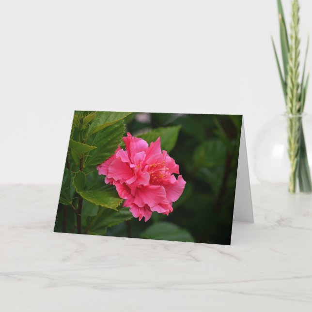 Rosa Hibiskus Tropische Blume Karte (Vorderseite)