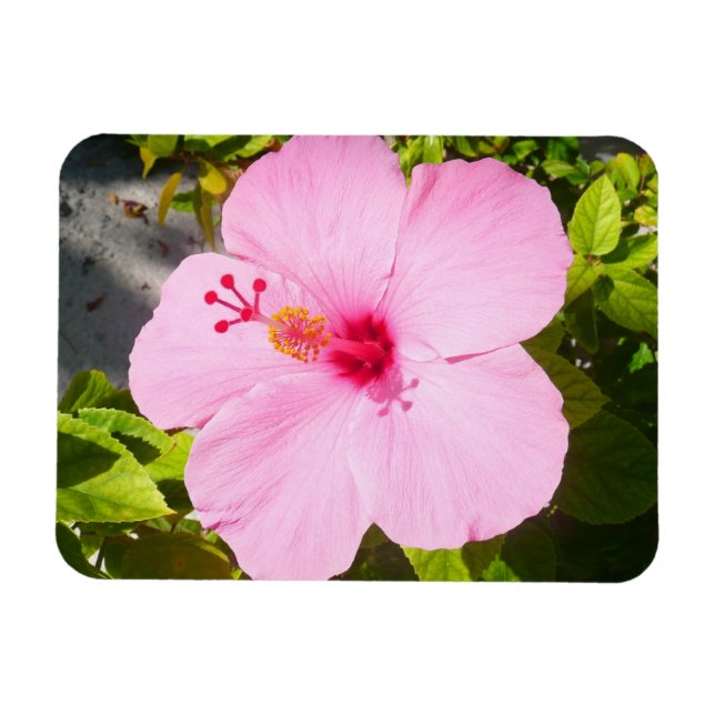 Rosa Hibiskus Tropische Blume Magnet (Horizontal)