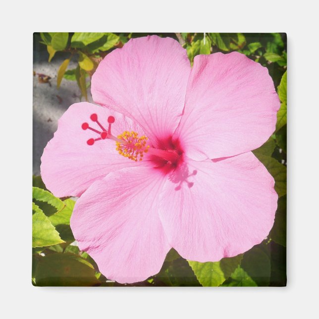 Rosa Hibiskus Tropische Blume Magnet (Vorne)
