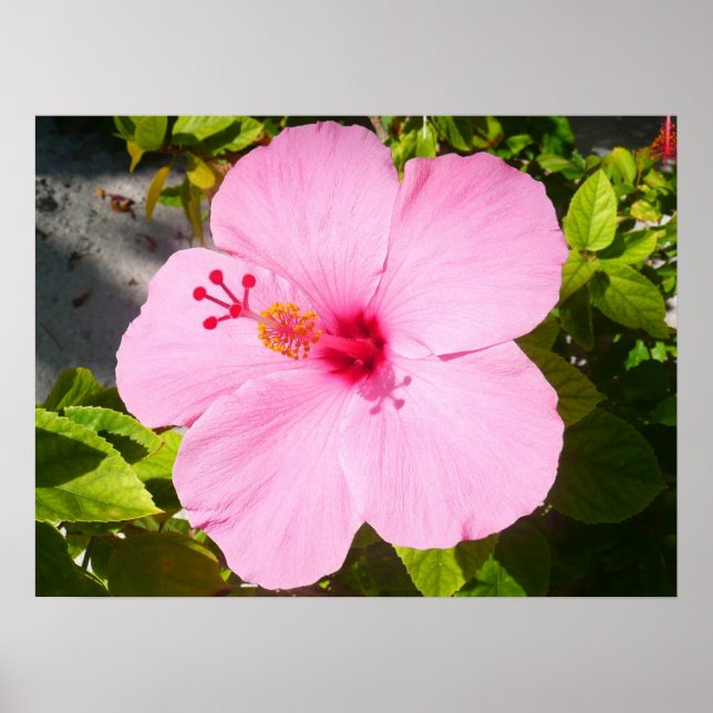Rosa Hibiskus Tropische Blume Poster (Vorne)