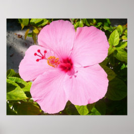 Rosa Hibiskus Tropische Blume Poster