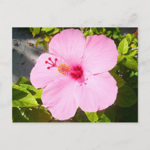 Rosa Hibiskus Tropische Blume Postkarte