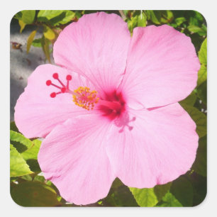 Rosa Hibiskus Tropische Blume Quadratischer Aufkleber