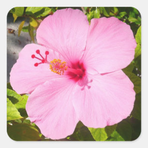 Rosa Hibiskus Tropische Blume Quadratischer Aufkleber