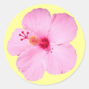 Rosa Hibiskus Tropische Blume Runder Aufkleber