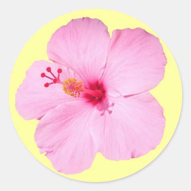 Rosa Hibiskus Tropische Blume Runder Aufkleber (Vorderseite)