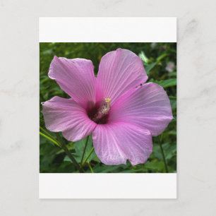 Rosa Hibiskusblüte Nahaufnahme Postkarte