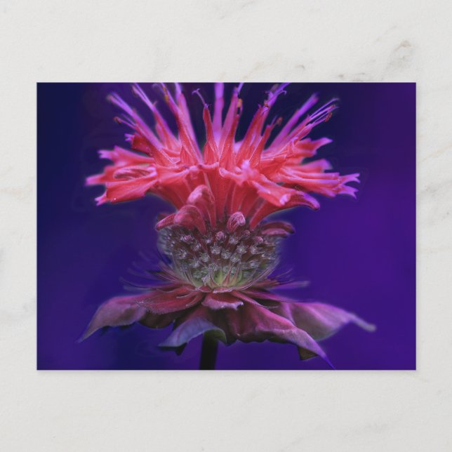 Rosa Himbeere Weinbäume Blume auf Lila Postkarte (Vorderseite)