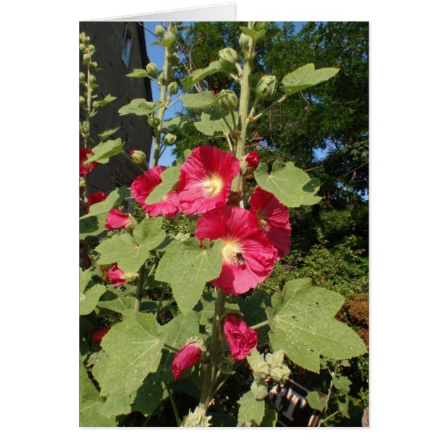 Rosa Hollyhock (Vorne)
