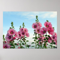 Rosa Hollyhock-Blume