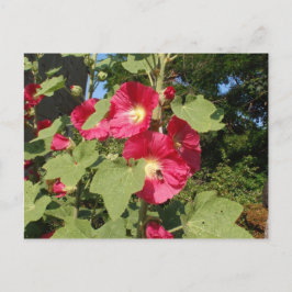 Rosa Hollyhocks Postkarte