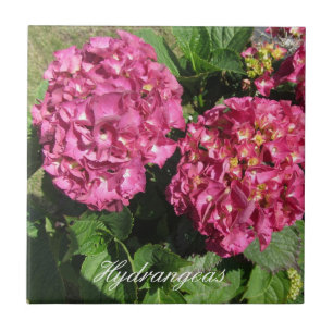 Rosa Hortensien Fliese