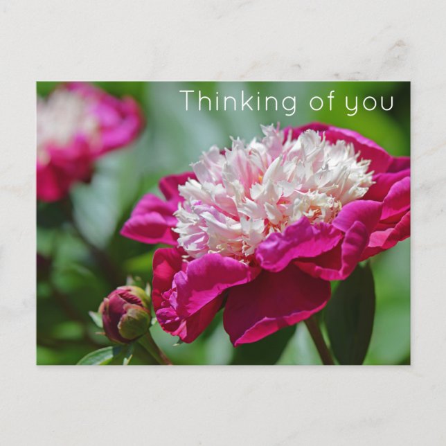 Rosa Hütte Peony Blume Denken Sie an Sie Postkarte (Vorderseite)