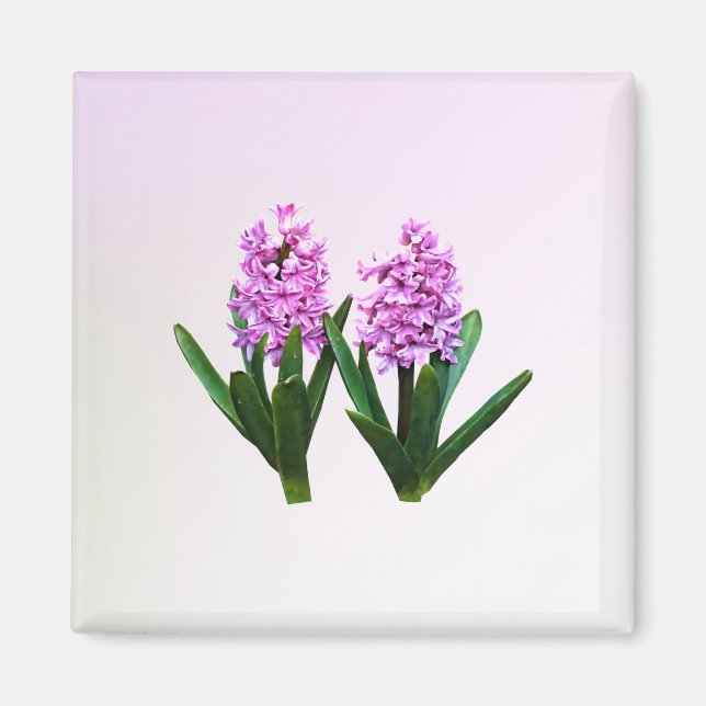Rosa Hyacinth Duo Magnet (Vorne)