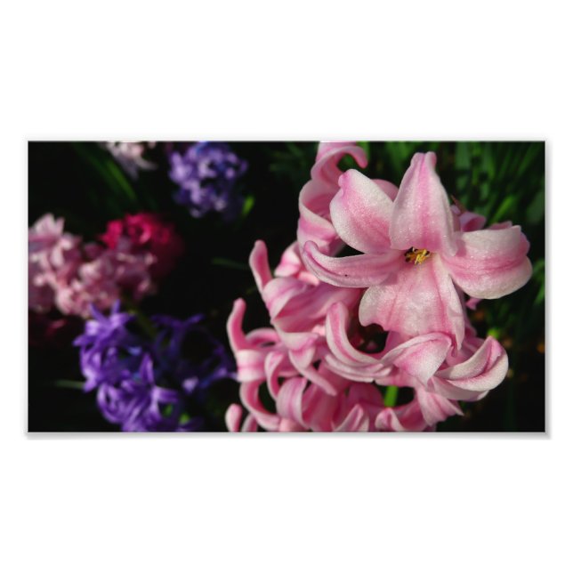 Rosa Hyacinth Frühlingsfloral Fotodruck (Vorne)