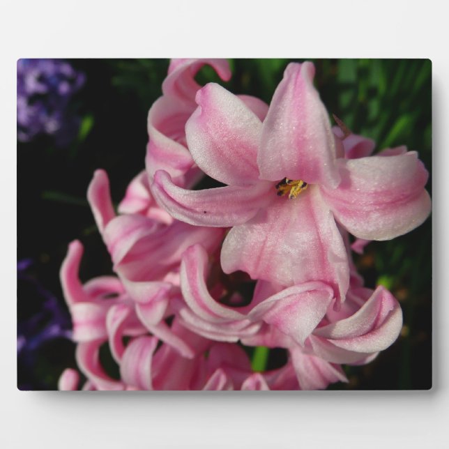 Rosa Hyacinth Frühlingsfloral Fotoplatte (Vorderseite)
