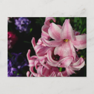 Rosa Hyacinth Frühlingsfloral Postkarte