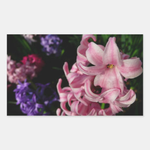 Rosa Hyacinth Frühlingsfloral Rechteckiger Aufkleber