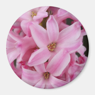 rosa Hyazinthe-Blume Magnet