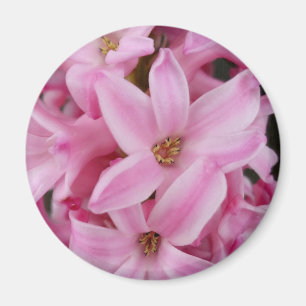 rosa Hyazinthe-Blume Magnet