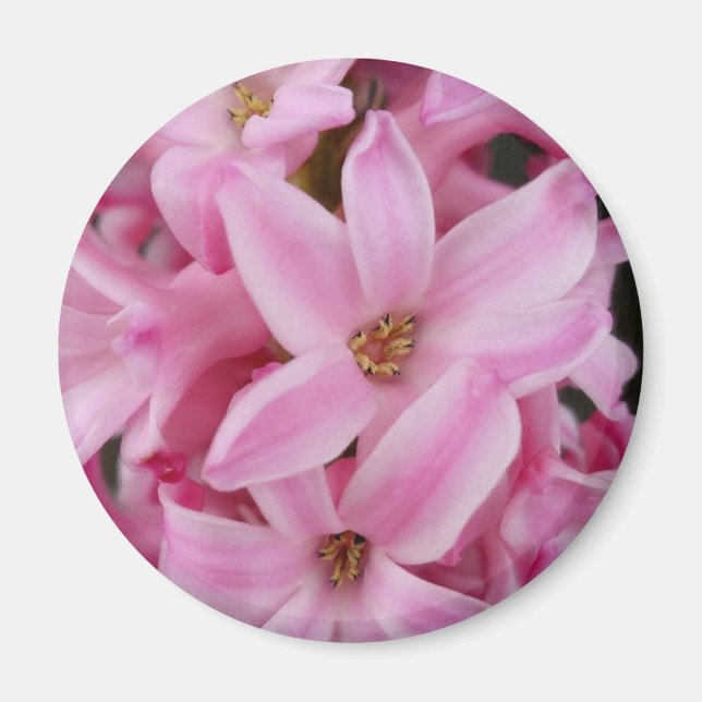 rosa Hyazinthe-Blume Magnet (Vorne)