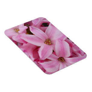 rosa Hyazinthe-Blume Magnet