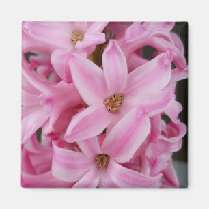 rosa Hyazinthe-Blume Magnet