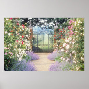 Rosa hybrider Rose-Gesäumter mit einem Gatter zu Poster