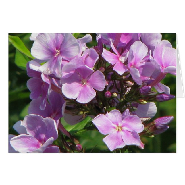 Rosa Hydrangea (Vorderseite (Horizontal))