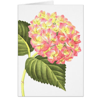 Rosa Hydrangea