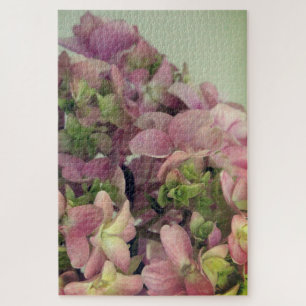 Rosa Hydrangea