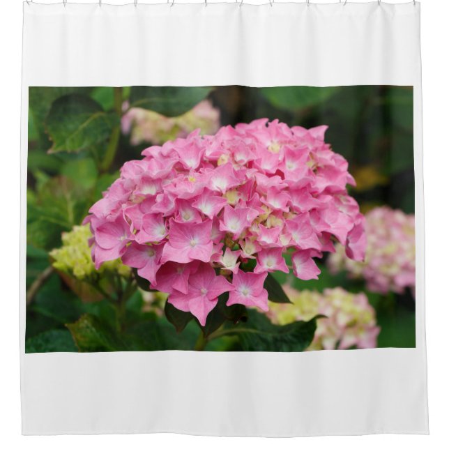 Rosa Hydrangea-Blume im Garten Duschvorhang (Vorderseite)