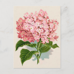 Rosa Hydrangea Botanische Printwerbung Postkarte