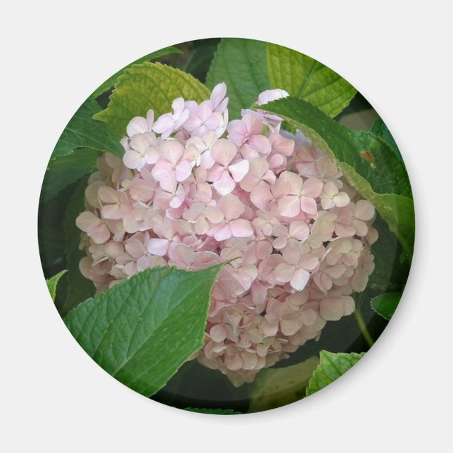 Rosa Hydrangea Magnet (Vorne)