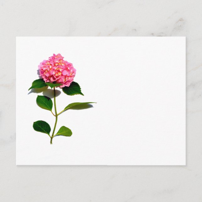 Rosa Hydrangea Rosa Blume Postkarte (Vorderseite)