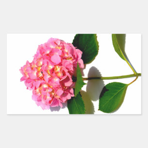 Rosa Hydrangea Rosa Blume Rechteckiger Aufkleber