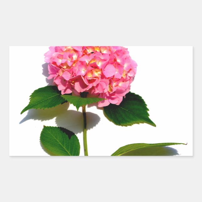 Rosa Hydrangea Rosa Blume Rechteckiger Aufkleber (Vorderseite)