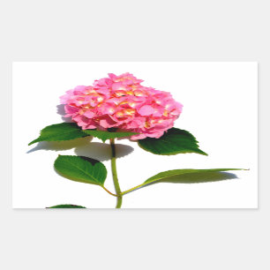 Rosa Hydrangea Rosa Blume Rechteckiger Aufkleber