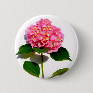 Rosa Hydrangea Rosa Blume Rosa Blüte Button
