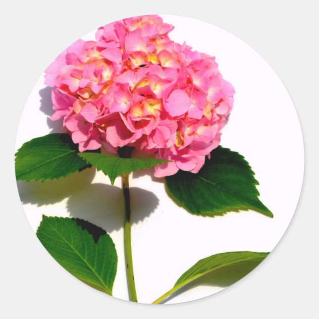 Rosa Hydrangea Rosa Blume Rosa Blüte Runder Aufkleber (Vorderseite)