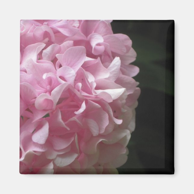 Rosa Hydrangeas-Magnete Magnet (Vorne)