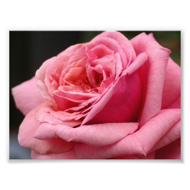 Rosa I Hübsche Blumenfotografie Fotodruck (Vorne)