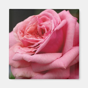 Rosa I Hübsche Blumenfotografie Magnet