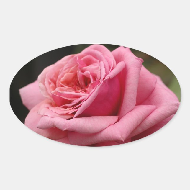Rosa I Hübsche Blumenfotografie Ovaler Aufkleber (Vorderseite)