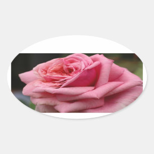 Rosa I Hübsche Blumenfotografie Ovaler Aufkleber