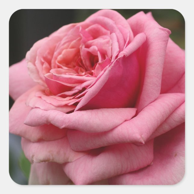 Rosa I Hübsche Blumenfotografie Quadratischer Aufkleber (Vorderseite)