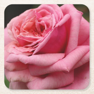 Rosa I Hübsche Blumenfotografie Rechteckiger Pappuntersetzer