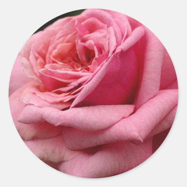 Rosa I Hübsche Blumenfotografie Runder Aufkleber (Vorderseite)