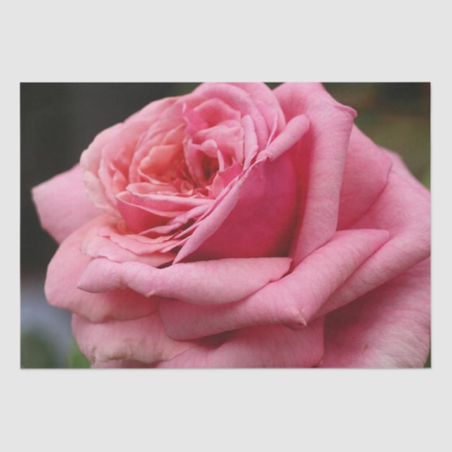 Rosa I Hübsche Blumenfotografie Seidenpapier (Vorderseite)