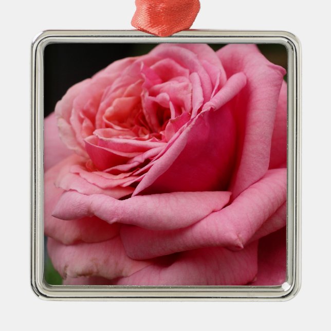 Rosa I Hübsche Blumenfotografie Silbernes Ornament (Vorne)